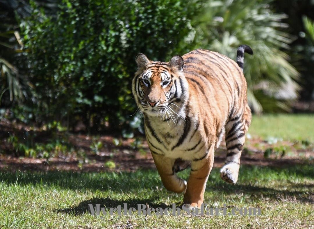 Things To Do Myrtle Beach Safari